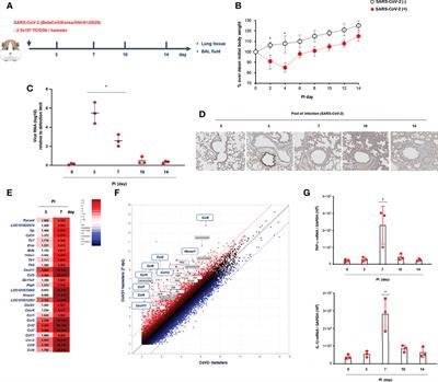 Intranasal inoculation of IFN-λ resolves SARS-CoV-2 lung infection via the rapid reduction of viral burden and improvement of tissue damage